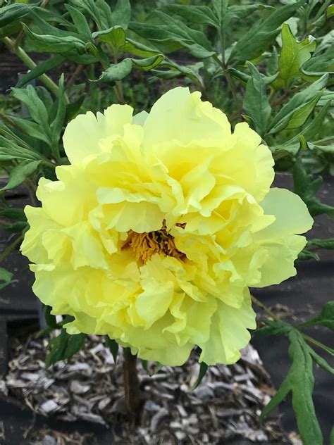 Alhambra Yellow Hybrid Tree Peony Cricket Hill Garden