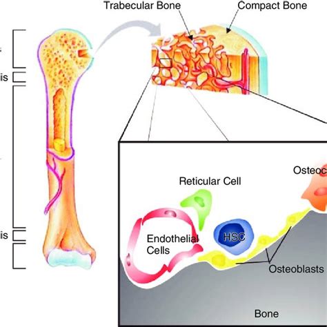 Pdf Hematopoietic Stem Cells Are Coordinated By The Molecular Cues Of The Endosteal Niche