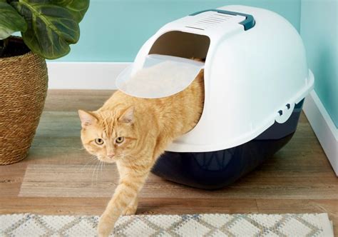 Les Meilleures Maisons De Toilette Pour Chat Avec Et Sans Filtre