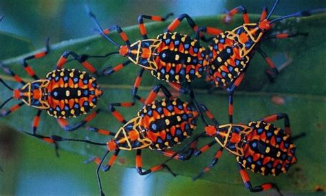 10 Cutest And Most Colourful Insects On Earth Slapped Ham Beautiful Bugs Insects Colorful