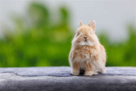 30 Cutest, Cuddliest Bunny Breeds That Make Perfect Pets