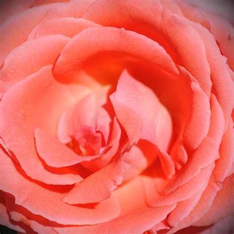 Pink Rose Photograph By Melisa Crook Fine Art America