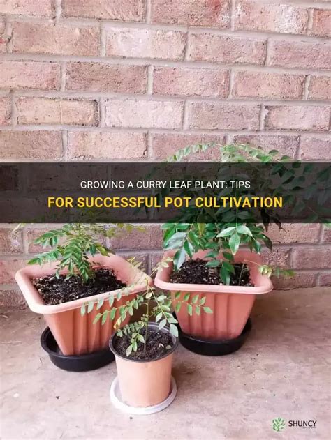 Growing A Curry Leaf Plant: Tips For Successful Pot Cultivation | ShunCy