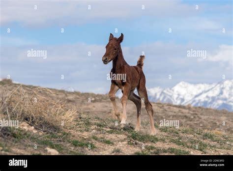 Wild paint horses hi-res stock photography and images - Alamy