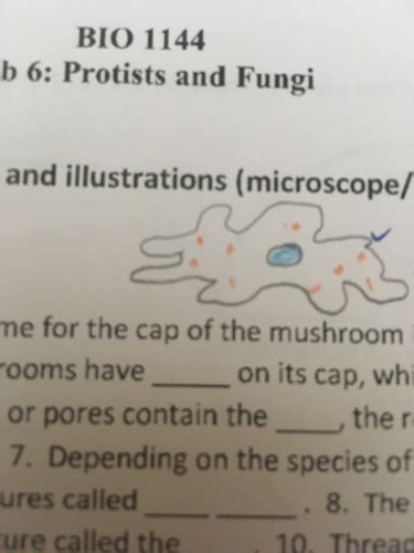 Bio Lab Flashcards Quizlet