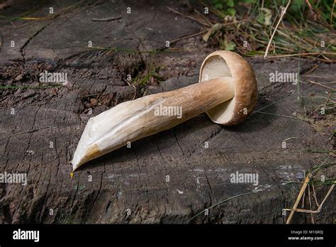 Cosechada En Oto O Incre Ble Setas Comestibles Boletus Edulis King