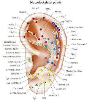 Folsom Chinese Acupuncture Center, Folsom, CA - Auricular Acupuncture ...