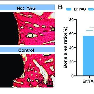 Histological Analysis Of Bone Integration Representative Images Of