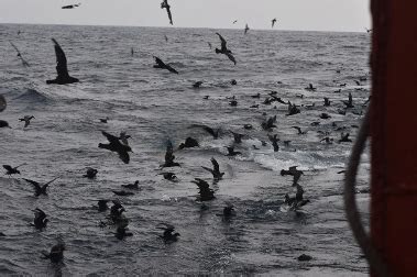 Seabird Sightings During Fishery Survey Highlight Migration Patterns ...