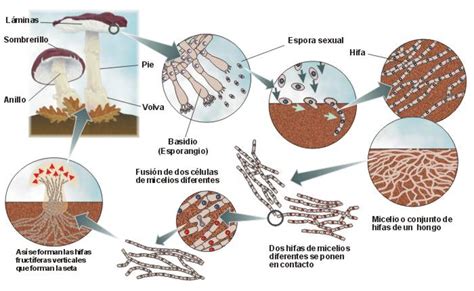 Biología Digital