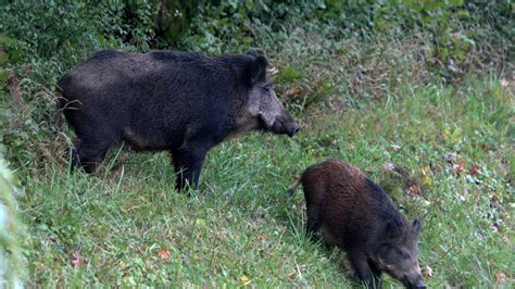 Une Chasse Au Sanglier En Plein Centre Ville De Toulouse