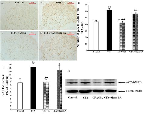 Effect Of Ea On P Atf 2 Expression In The Ipsilateral Spinal Dorsal