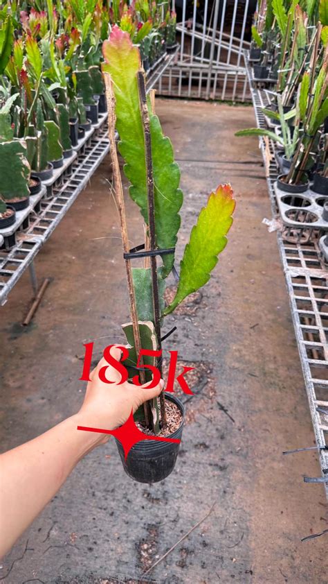 chau hoa nhat quynh thom hoang ngoc lo cong ty tnhh truc vu farm
