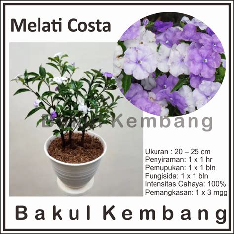 Jual Bibit Melati Costa Brunfelsia Uniflora Wangi Tanaman Lifentoni