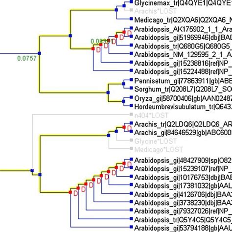 The Reconciled Taxonomic Species Tree With Dreb A Gene Tree The