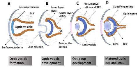 Biomedicines Free Full Text Self Organization Of The Retina During