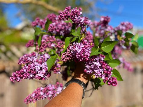 Lilac Season — In The Kitchen Dr Orna Izakson