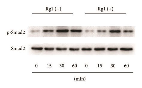 Ginsenoside Rg1 Suppressed Cs Induced Phosphorylation Of Smad2 And