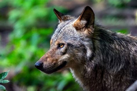 Retrato De Un Lobo En El Bosque Foto Premium