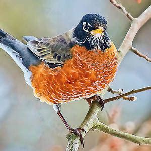 American Robin Photograph By Marcia Colelli Fine Art America