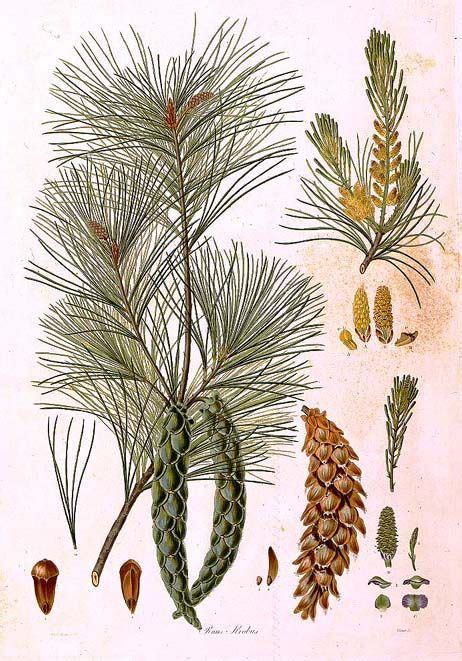 virginia pine tree identification - Eilene Sisson