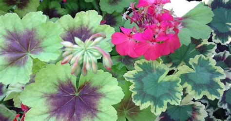 How To Overwinter Geraniums Indoors