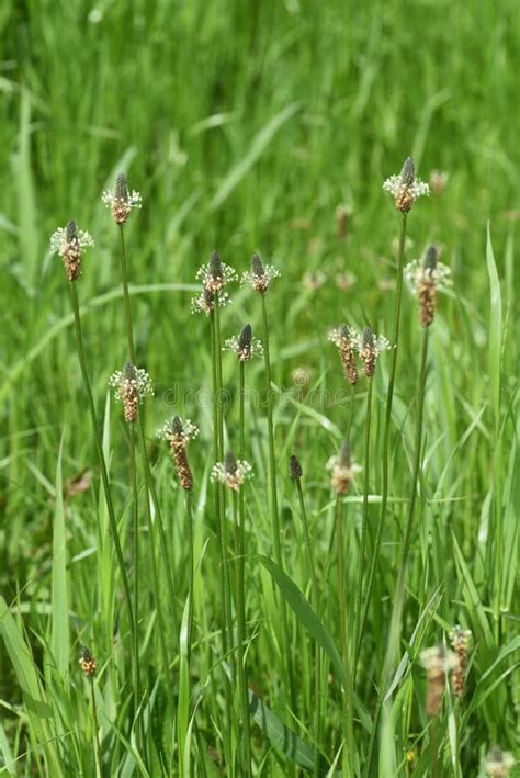 Ribwort plantain stock photo. Image of herbal, meadow - 119198014