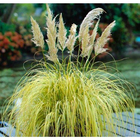 Cortaderia Selloana Splendid Star Dwarf Golden Pampas Grass