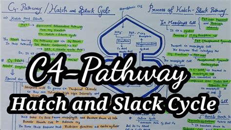 C4 Pathway Hatch And Slack Cycle Easy Trick Biology NEET AIIMS