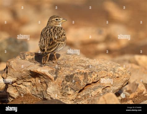 Lesser Short Toed Lark Calandrella Rufescens Stock Photo Alamy