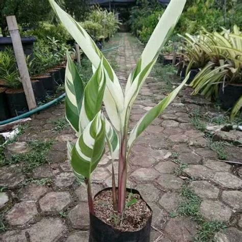 Jual Tanaman Hias Heliconia Variegata Pisang Hias Variegata