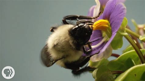 This Vibrating Bumblebee Unlocks A Flowers Hidden Treasure Deep Look