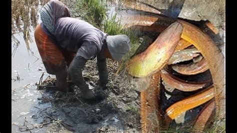 Amazing Hand Fishing New Method Of Catching Eel Fish From Land Hole