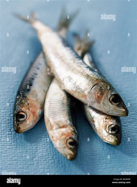 Four Sardines Hi Res Stock Photography And Images Alamy