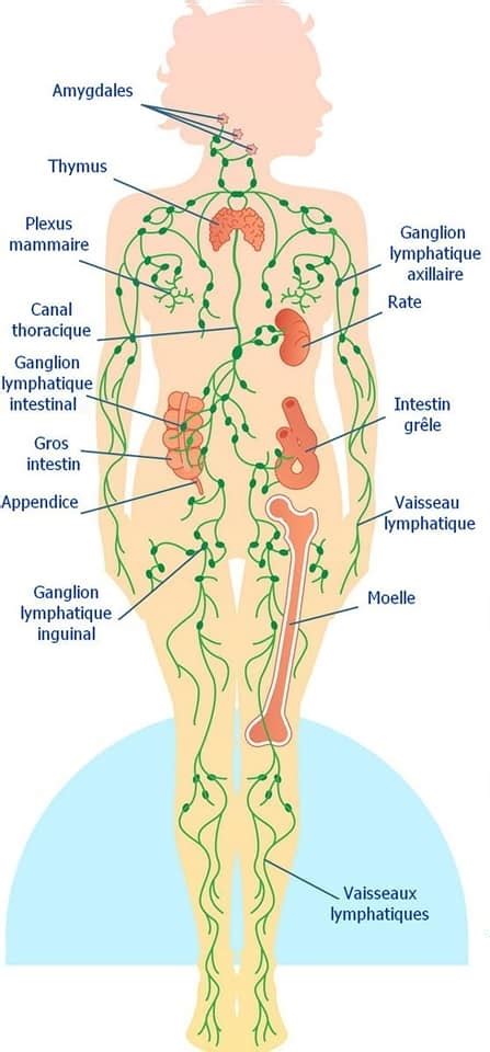 Drainage Lymphatique En R Flexologie Toulouse Et Henrichemont