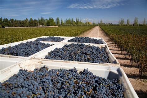 Vendemmia 2023 In Riduzione Calo Dal 20 Al 24 Sul 2022