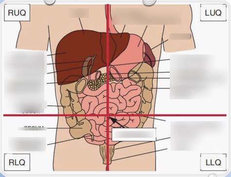 Abdominal Quadrants And Organs Diagram Quizlet