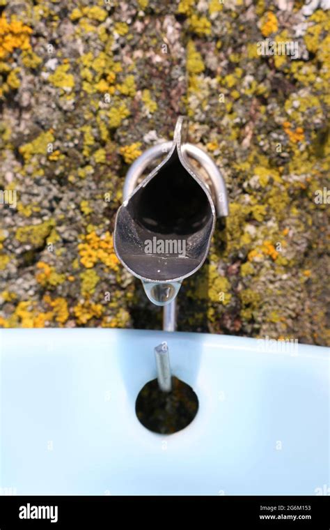 Closeup Of Maple Sap Dripping In Pail To Make Syrup Stock Photo Alamy