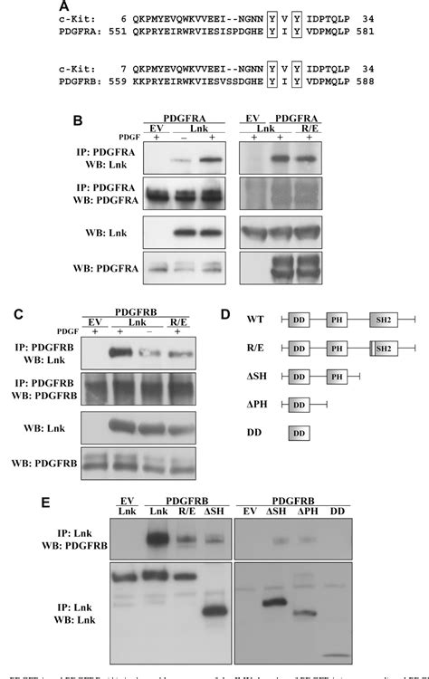 Fip1l1pdgfra Fusion Gene Semantic Scholar