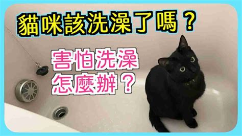 貓洗澡頻率如何？貓多久要洗一次澡？ 貓老闆bosscat