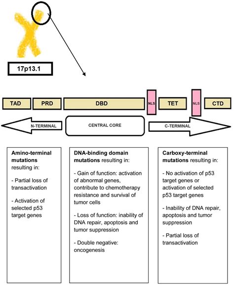 Cancers Free Full Text Progress Toward Better Treatment Of Therapy