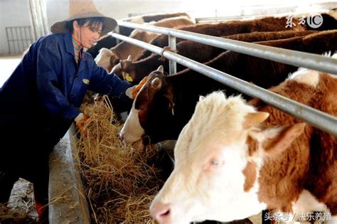 養牛技術分享：肉牛飼養的三個要點 每日頭條