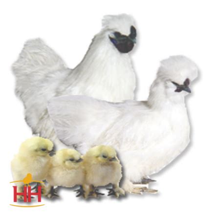 Bantams Hoover S Hatchery