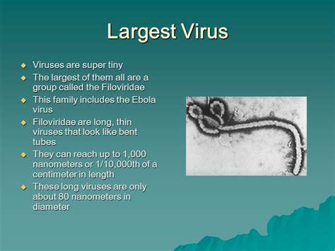 Microbial Record Holders Biggestsmallestoldestdeadliest Ppt Download