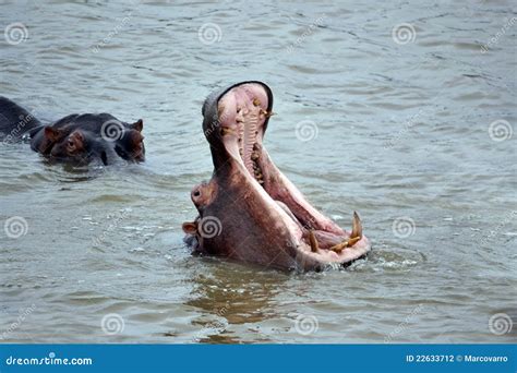 Hippopotamus Displaying His Teeth Stock Photo - Image of dominance ...