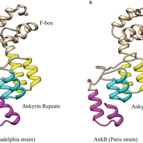 The Crystal Structure Of Ankb A The Structure Of Ankb From The