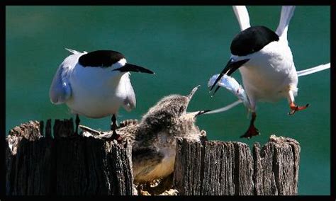 Albatross Wildlife Harbour Cruise From Portobello Port To Port