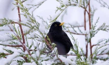 Sono Tornati I Giorni Della Merla Ecco Perch Si Chiamano Cos Prima