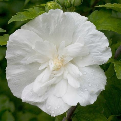 Hibiskus White Chiffon Doniczka 0 5L