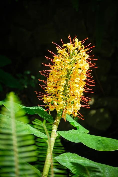 Hedychium Yellow Flowering Ginger Lily 8 Pot Hello Hello Plants